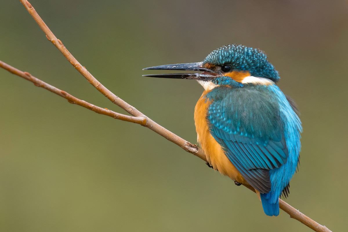 Eisvogel auf einem Ast über dem Wasser
