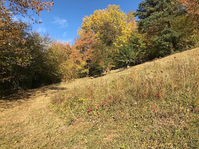 Gemähte artenreiche Wiese am Waldrand