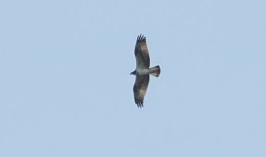 Fischadler im Flug