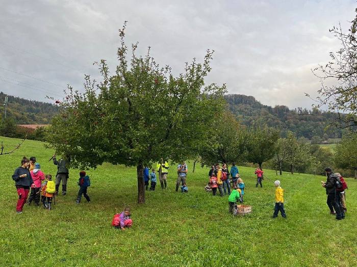 Apfelernte im Obstgarten mit Kindern