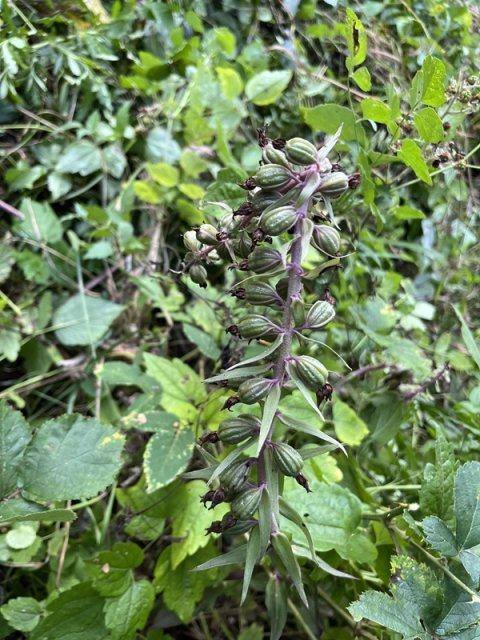 Sek Breitenbach im Naturschutzgebiet